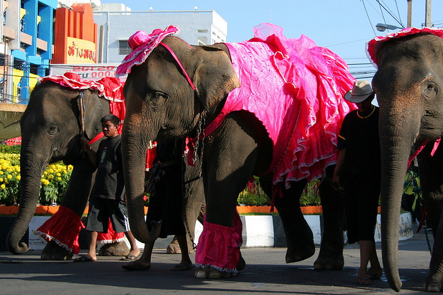 Du lịch Thái Lan tham gia lễ hội voi Surin đặc sắc