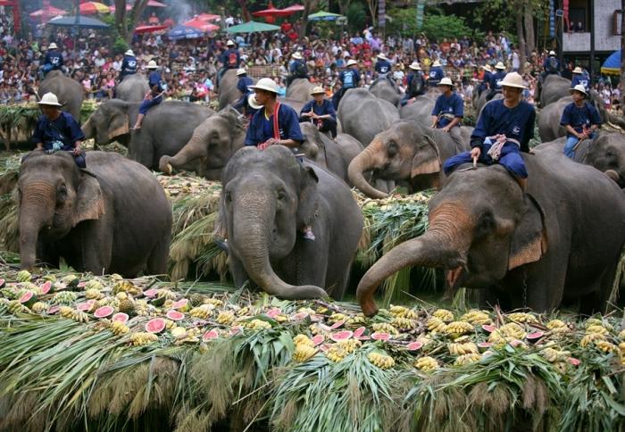thái lan, văn hóa thái lan, du lịch thái lan tham gia lễ hội voi surin đặc sắc