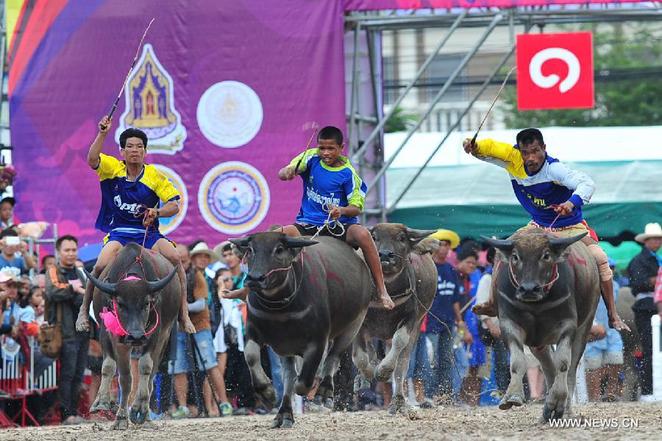 thái lan, văn hóa thái lan, lễ hội chọi trâu - ko samui sôi nổi ở thái lan