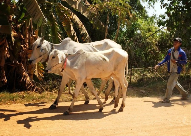 Campuchia - xứ sở nuôi toàn bò trắng