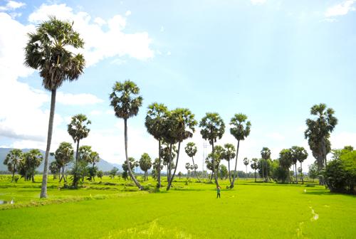 Đường Thốt Nốt - Campuchia