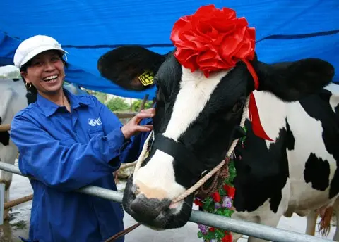 Tháng 10 về Mộc Châu tham dự lễ hội Hoa hậu bò sữa