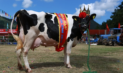 khám phá, trải nghiệm, tháng 10 về mộc châu tham dự lễ hội hoa hậu bò sữa