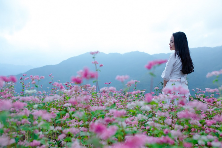 Ngắm hoa tam giác mạch ở đâu đẹp nhất Hà Giang?
