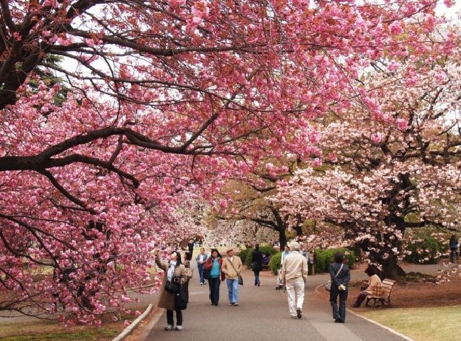 Ngất ngây với 5 địa điểm ngắm hoa anh đào đẹp nhất ở Osaka