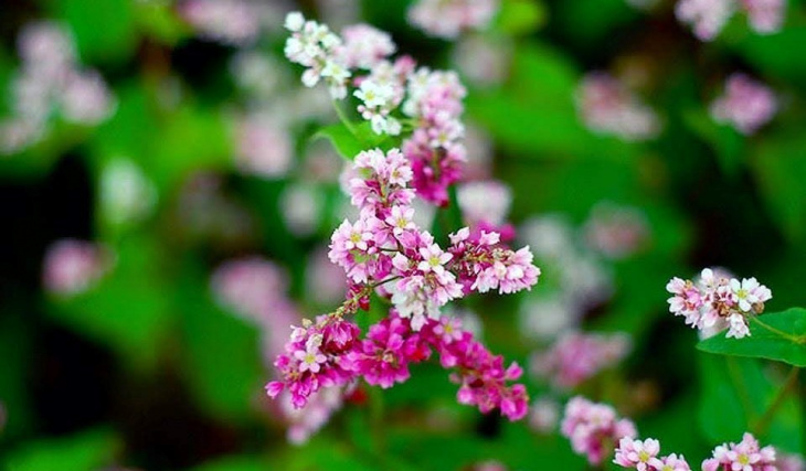 Đi tìm ý nghĩa của hoa Tam Giác Mạch, loài hoa nổi tiếng trên cao nguyên đá Hà Giang