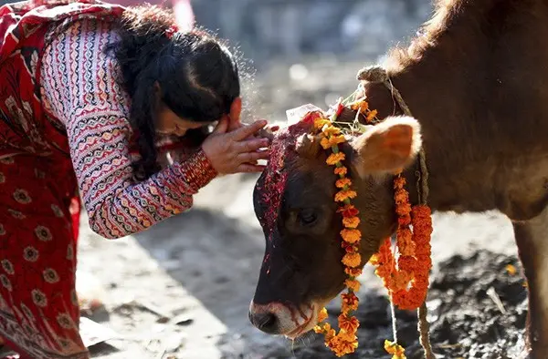 Thần bò trong văn hóa Ấn Độ được sùng bái đến mức có thể ngồi tù nếu ăn thịt bò!