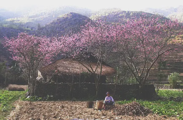 Tháng 2, lên Hà Giang ngắm mùa hoa đào nở rộ