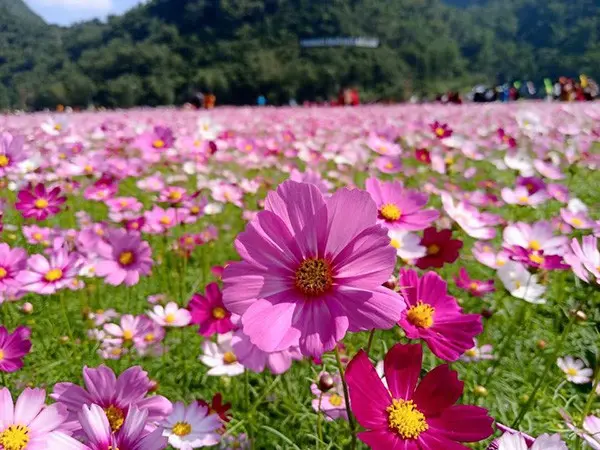 Không cần đi đâu xa bạn cũng có những bức ảnh đẹp như ở Châu Âu với cánh đồng hoa ngay Việt Nam