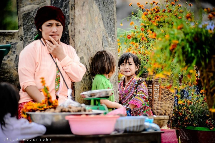 khám phá, trải nghiệm, lang thang hà giang mùa cúc cam nở rực