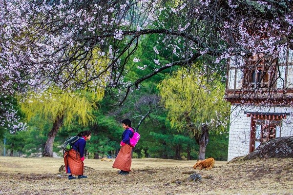 Khí hậu khi du lịch Bhutan mùa xuân đẹp đến nao lòng