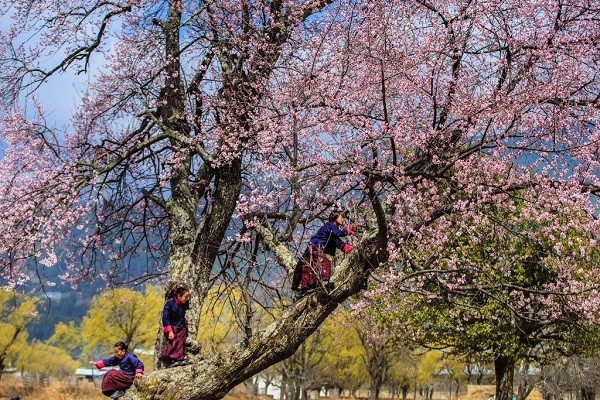 khám phá, trải nghiệm, khí hậu khi du lịch bhutan mùa xuân đẹp đến nao lòng