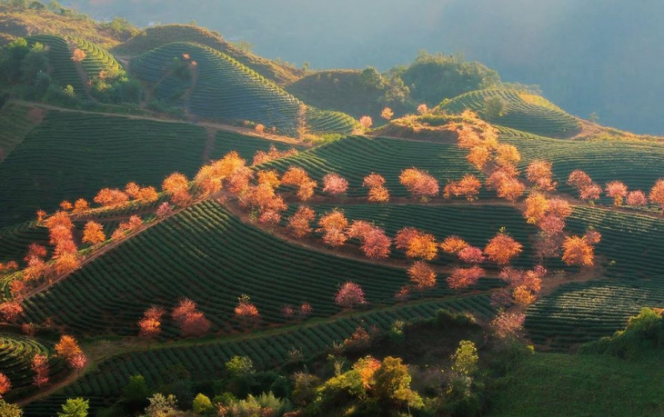 khám phá, miền bắc, trải nghiệm, “đứng hình” trước mùa hoa anh đào sapa đẹp mê hồn