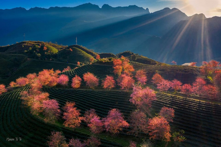 khám phá, miền bắc, trải nghiệm, “đứng hình” trước mùa hoa anh đào sapa đẹp mê hồn