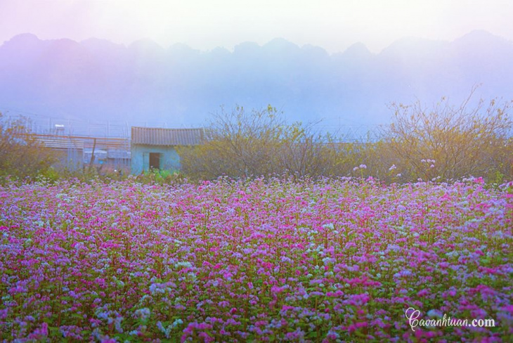 Mùa hoa tam giác mạch Hà Giang tháng mấy thì đẹp nhất?