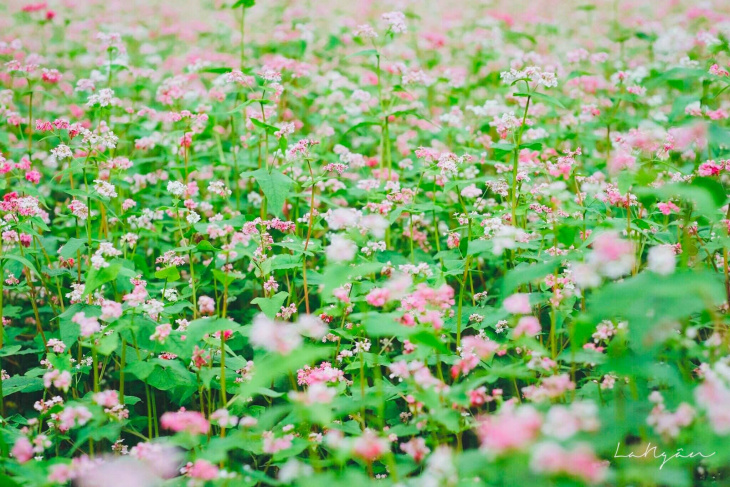 Đâu chỉ mỗi Hà Giang, mùa hoa Tam Giác Mạch ở Mộc Châu cũng đẹp đến ngỡ ngàng