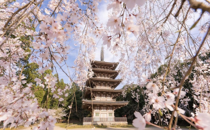 Top 5 địa điểm du lịch Tokyo vào mùa xuân