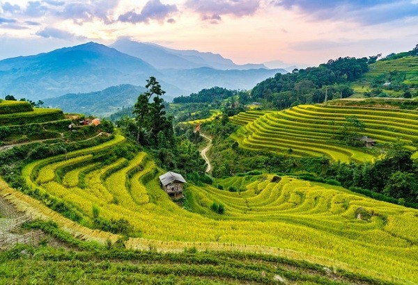 Hoàng Su Phì mùa lúa chín - Ruộng bậc thang cao nhất Việt Nam được ví như thiên đường nơi hạ giới