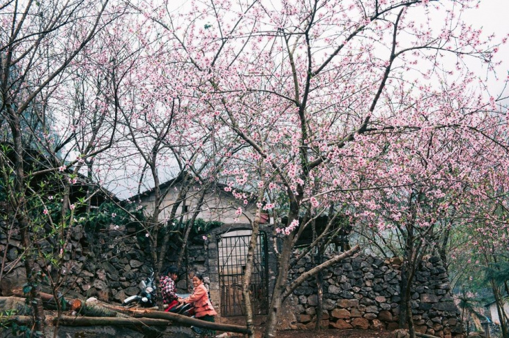 Có cung đường nào đẹp hơn cung đường Hà Giang mùa xuân