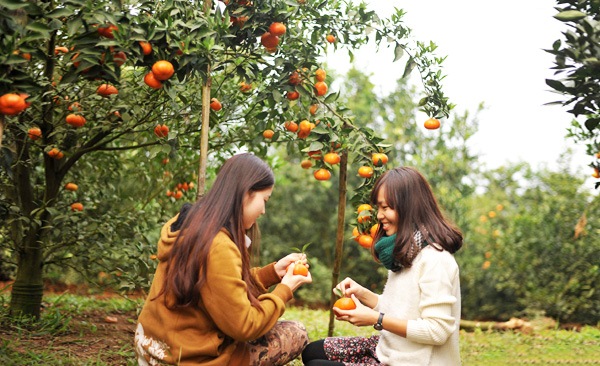 Ghé thăm Vườn ăn trái Cái Mơn nơi nổi tiếng cây trái bốn mùa