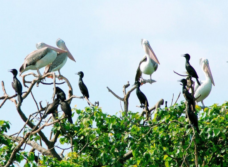 Du lịch Cà Mau- khám phá vẻ đẹp hoang sơ  vườn chim của vùng đất mũi