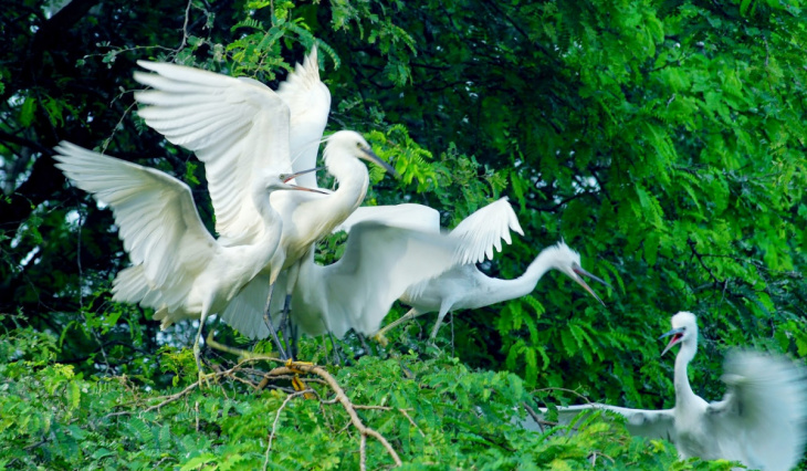 Ghé thăm Sân chim Vàm Hồ – vẻ đẹp của thiên nhiên và sông nước