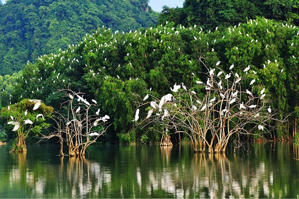 Tham quan khu đa dạng sinh học Lâm ngư trường 184 – rừng đước Năm Căn – Cà Mau