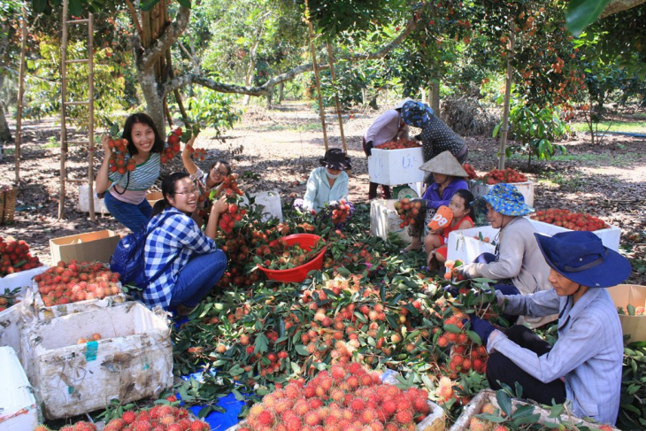 Ghé thăm vườn cây ăn trái Lái Thiêu – thưởng thức các loại trái cây thơm ngon