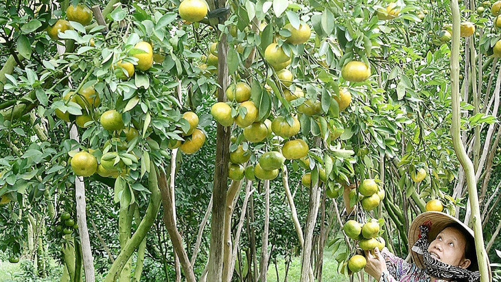 khám phá, trải nghiệm, ghé thăm vườn cây ăn trái lái thiêu – thưởng thức các loại trái cây thơm ngon