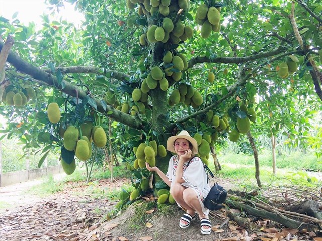 khám phá, trải nghiệm, ghé thăm vườn cây ăn trái lái thiêu – thưởng thức các loại trái cây thơm ngon