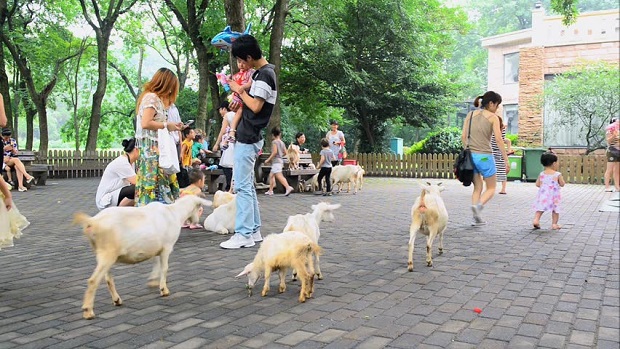 Sở thú Thượng Hải (Trung Quốc) - điểm gặp gỡ thế giới động vật