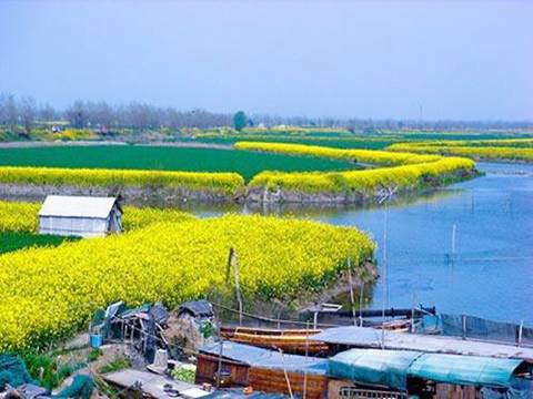 Khám phá 7 cánh đồng hoa cải đẹp lung linh nhất ở Trung Quốc