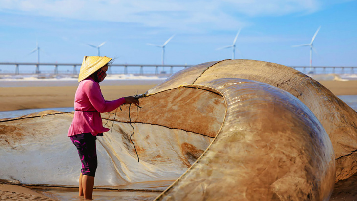 điện gió duyên hải trà vinh có gì mà nổi tiếng? (2022)