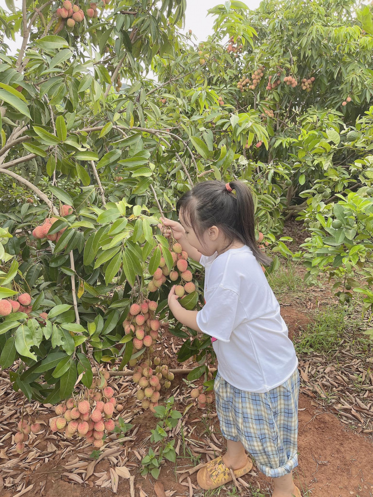 check in vườn vải thăng hưng huyện chuprong  vô vườn được ăn…