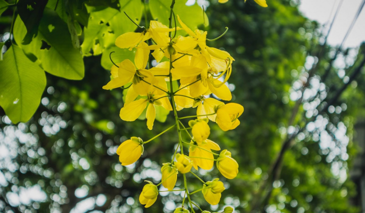 Rung động với cảnh sắc rực rỡ của rừng hoa muồng vàng Gia Lai