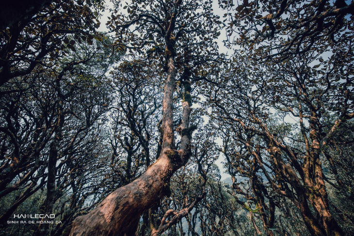 review putaleng – khu rừng nguyên sinh như trong phim ảnh.