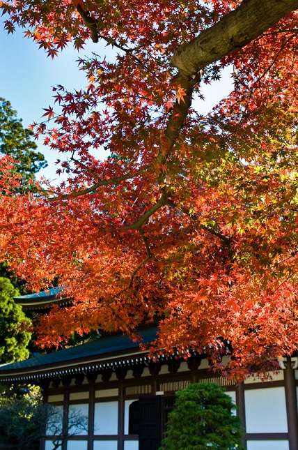 khám phá, trải nghiệm, mùa thu nhật bản: ngắm lá đỏ, tắm onsen