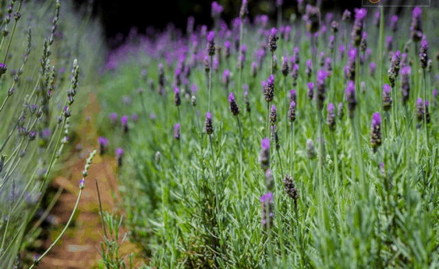 địa điểm,   												3 cánh đồng hoa lavender đẹp ngây ngất ở đà lạt