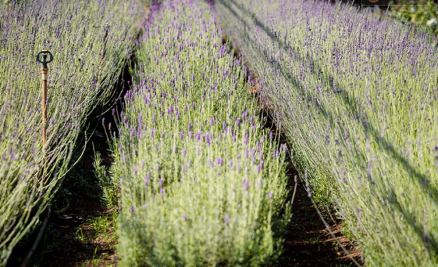 địa điểm,   												3 cánh đồng hoa lavender đẹp ngây ngất ở đà lạt