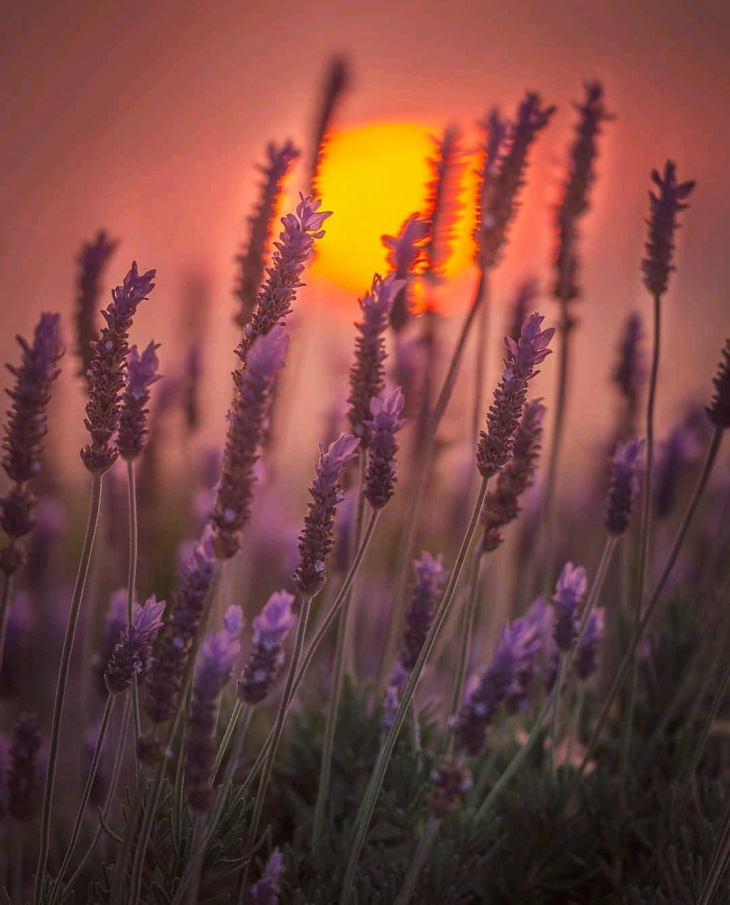lạc lối trước vẻ đẹp “mê mẩn” của cánh đồng hoa lavender đà lạt