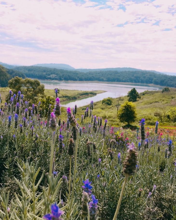 lạc lối trước vẻ đẹp “mê mẩn” của cánh đồng hoa lavender đà lạt