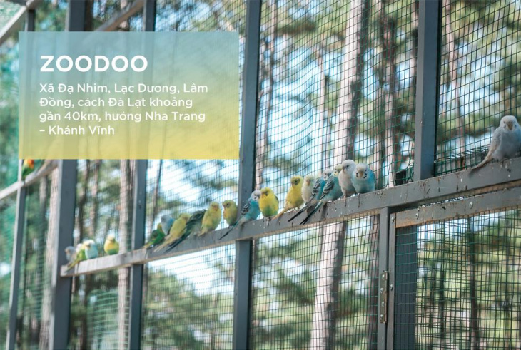 Kinh nghiệm đi chơi Sở thú Zoodoo Đà Lạt đầy đủ và chi tiết nhất