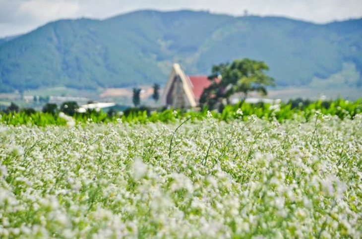 ngây ngất trước vẻ đẹp của cánh đồng hoa cải trắng đà lạt