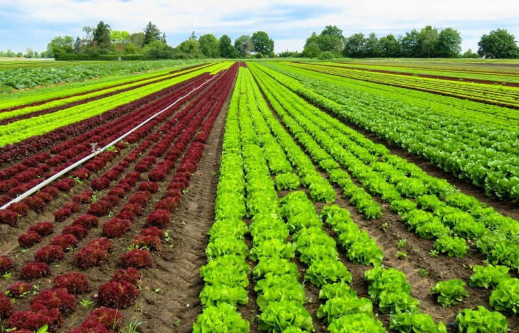 farmstay, nông nghiệp hữu cơ – mô hình sản xuất tiềm năng