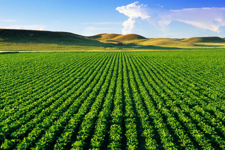 farmstay, nông nghiệp hữu cơ – mô hình sản xuất tiềm năng
