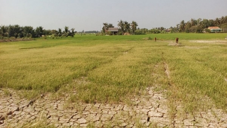 farmstay, đất nhiễm mặn – nỗi khó khăn trong canh tác nông nghiệp