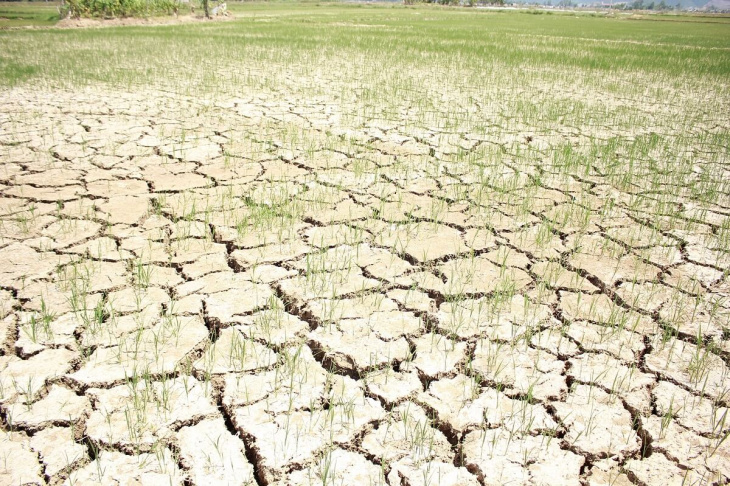 farmstay, đất nhiễm mặn – nỗi khó khăn trong canh tác nông nghiệp