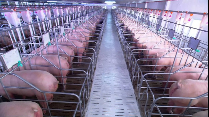 farmstay, thịt lợn sạch hữu cơ – những kiến thức cần biết và lợi ích sử dụng