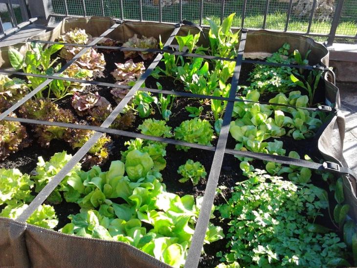 farmstay, lợi ích khi trồng rau sạch tại nhà mà nhiều người chưa biết