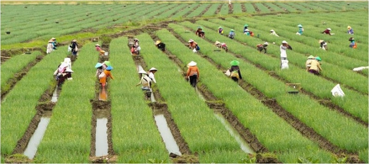farmstay, farmstay việt nam – định vị quốc gia nông nghiệp việt nam